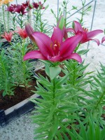 [1661 Noranda No02.JPG]